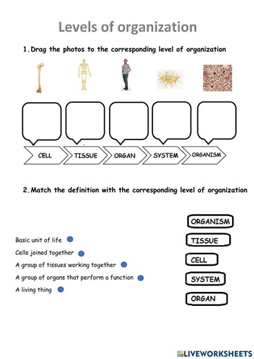 Levels of organization of living things worksheet
