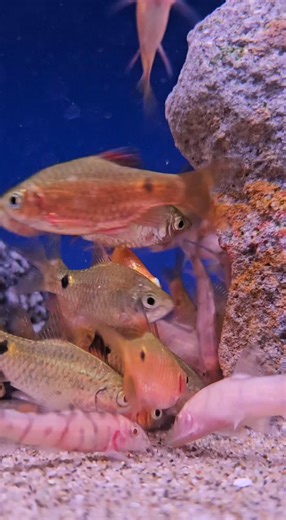 ✨ New Arrival: Albino Yoyo Loaches! ✨ We’re excited to have the stunning Albino Yoyo Loach in our store! Known for their playful personalities and striking juvenile markings (the famous “Y” and “O” patterns), these loaches grow into a beautiful reticulated design as they mature. 🐟 Why you’ll love them: - Best kept in lively shoals of 5 where they form fascinating social structures - Perfect companions for robust species like Danios and Barbs - Active, curious, and full of character—never dull t