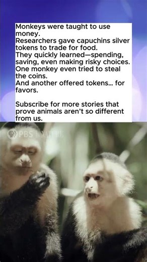 When Monkeys Learned to Use Money