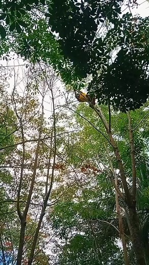 1.1M views · 4.9K reactions | Tarzan | Philiphenes Tarzan | Facebook