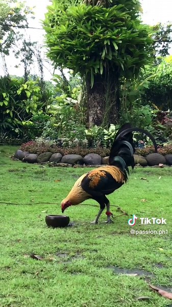 Manok Panabong: Spar, Breed, and Battlestage in Sabong Philippines