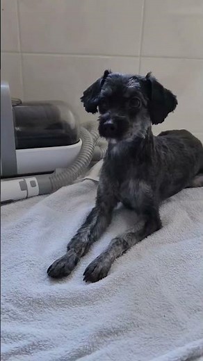 The ONLY Pet Grooming Tool You Will Ever Need!