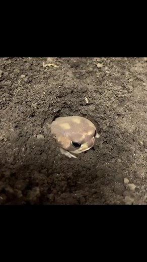 The Fascinating World of Frogs: An Amphibian Lover's Paradise