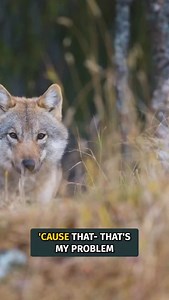 The Wolf Predation Reality Check While wolf advocates celebrate reintroduction success, ungulate populations tell a different story. In Colorado, the removal of Phase 4 from the state management plan—which would have allowed population control measures—means we’re flying blind into a management vacuum with no tools to respond when impacts escalate. Look north to Idaho’s Lolo Zone, where elk populations crashed from over 16,000 animals in the late 1980s to fewer than 2,000 today. Wolves weren’t t