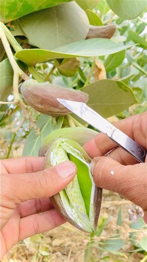 Cutting Ripe fruit Is Art #shorts #youtubeshorts #cuttingskills