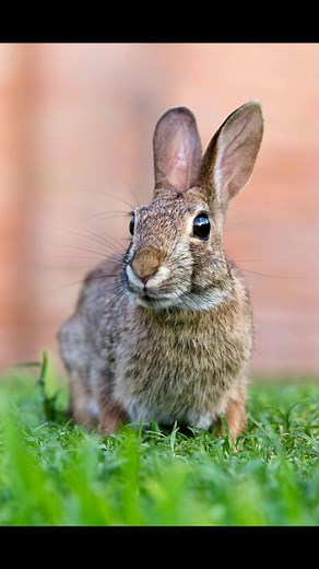 1.4K views · 19 reactions | Human evolution from animals | Jumpers Mysteries | Facebook