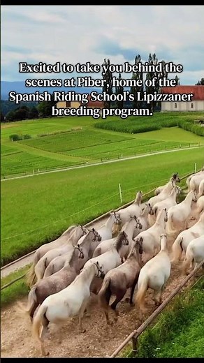 Piber, home of the Spanish Riding School’s Lipizzaner breeding program. #horses