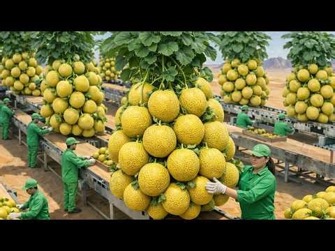 Inside: The entire golden melon production process from giant farm to supermarket.