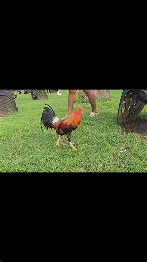 4.6K views · 262 reactions | Pm call me | Randy Hebron | Facebook