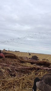15 reactions · 8 comments | Alberta waterfowl hunting regulations. They have upped the Pintail limit to 8 if hunters choose too, this is great news. https://www.canada.ca/content/dam/eccc/documents/pdf/oiseaux-migrateurs-migratory-bird/arcom-mbhrs/ab/CW71-11-9-2020-eng.pdf | Bluesky Outfitting | Facebook