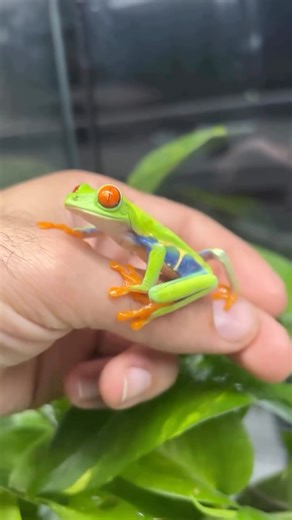 Look at this bright and beautiful red eyed tree frog at @herptime! 😍 TRR is made possible by @palmstreetapp #redeyedtreefrog #agalychniscallidryas #treefrog #frog #amphibian #amphibianpets #amphibianfanatics #herpetology #herpetoculture #thereptilereport #thereptilereportofficial | The Reptile Report