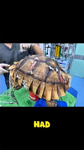 This Vet Gave a Turtle Wheels After Rebuilding Its Shell