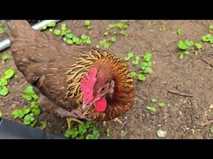 18 Week Old Welsummer Chicks- Wattle and Comb Development