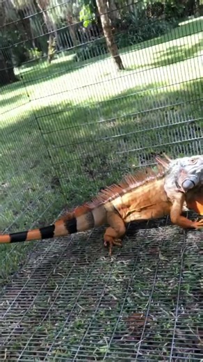 Iguana Whip Injury: Understanding the Danger of Getting Hit by an Iguana Tail