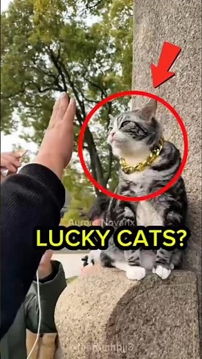 The Temple Cat That Blesses Everyone – More Than Just Cute! 😻