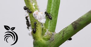 How to Keep Ants off Fruit Trees using Liquid Ant Bait