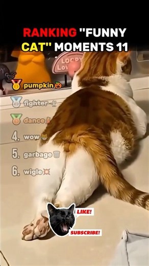 Ranking the Funniest Cat Moments #11 😸