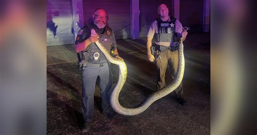 South Florida officer, deputy capture 14-foot Burmese python along busy road