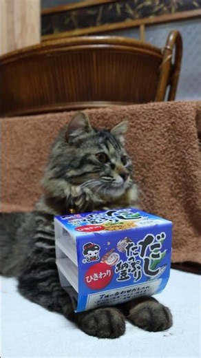 だしたっぷり納豆ひきわりミニ３ 260620 #cat #のせ猫 #cute #ネコ #kitty #ひきわり #kitten #納豆 #だしたっぷり納豆ひきわり #cutecat