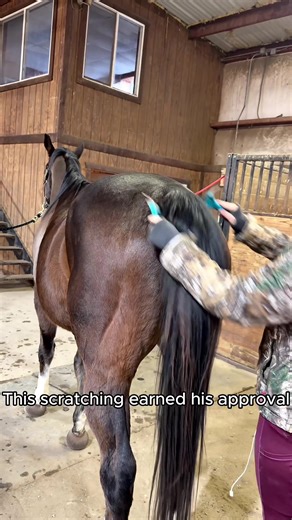 When you hit the GOOD SPOT and the lip goes🤣🤣#horse #horsesontiktok #funny #fyp #scratches