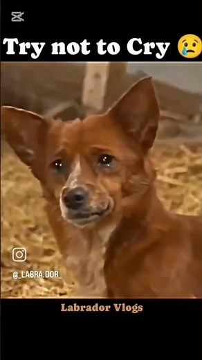 The Unbreakable Bond: A Dog's Tale of Friendship and Loyalty