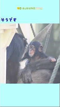 【東山動植物園公式】チンパンジーの赤ちゃんの成長記9 ～カズキスクスク成長中～ 《 チンパンジー 》