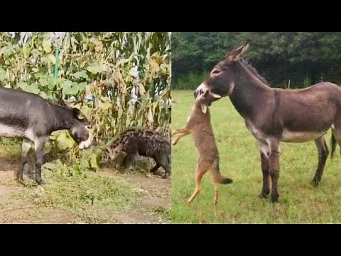 Donkey killing hyena and coyote 😰