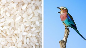 Can Uncooked Rice Actually Make Birds Explode?