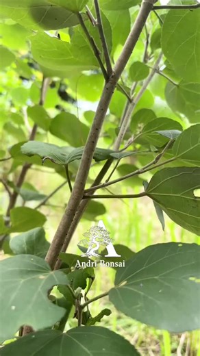 Air Layering Techniques Using Plastic Bottles for Plants