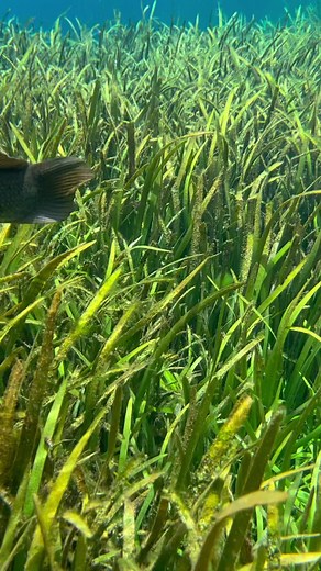 285K views · 1.9K reactions | Did you know the bowfin can breath air and water!? This adaptation helps them survive in very low oxygenated environments. I often see them come up and take a breath of air before disappearing back below the surface. #coolfish | Boondock Springs Eco-Tours | Facebook