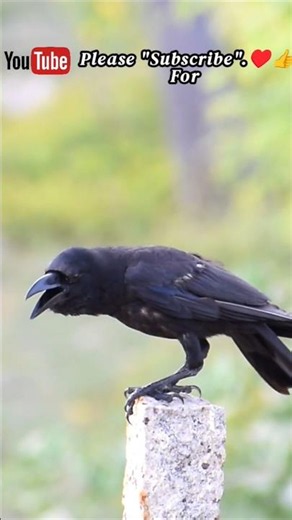 Kauwa Ki Awaz 🐦‍⬛🥰♥️| Crow Sounds 🐦‍⬛🥰♥️| Crow Video 🐦‍⬛✨|