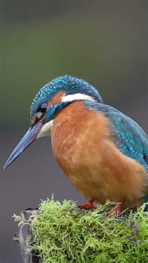 KINGFISHER sound #kingfisher #birds #photography #wildlife