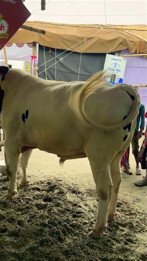গরু guru cow goru amba hamba cow videos gorur video guru guru goro guru tiktok গরুর ভিডিও golu#viral