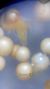 I hatched 100,000 sea monkey eggs under the microscope and these are the results | Growithjessie