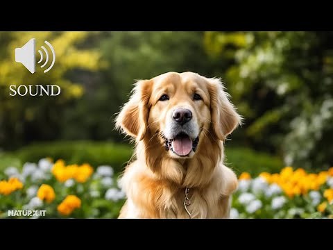 Verso del cane che abbaia | Dog barking sound