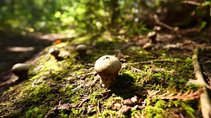 Who among us can resist the urge to poke a puffball? Puffballs are a group of mushrooms known for their unique method of spore dispersal - The Puff. When they mature and their spores are ready to spread their wings and leave the nest, any slight pressure will trigger the release of spores. Wind, raindrops, and a curious ranger can all cause spores to be released. Mature puffballs are a common sight in the early fall! P.S. These spores are harmless (as long as you are not inhaling massive quantit