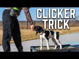 Advanced Clicker Training Every Puppy Needs
