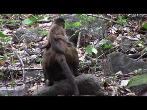 Compassionate disabled infant care from a wild capuchin monkey mother