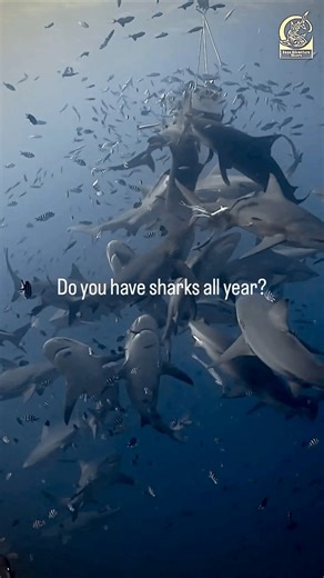 Welcome to the Shark Reef Marine Reserve, home to the largest aggregation of Bull 🦈🦈🦈 in the 🌎. DM to dive with us . #thefijisharkdive #shark #epic #dive #bullsharks #ocean #underwater #imagine #exotic #travel #fiji #destination | Beqa Adventure Divers