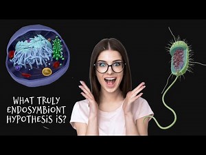 Endosymbiosis Theory Explained | Origin of Mitochondria & Eukaryotic Cells