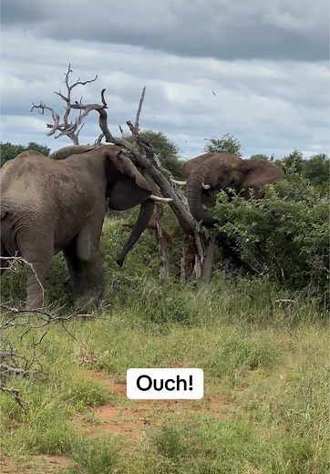 Elephant Uses Tool in Unusual Display of Strength