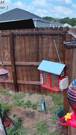 🪶 Red House Finch at Bird Feeder – Funny Backyard Bird Cam @NatureStalker_