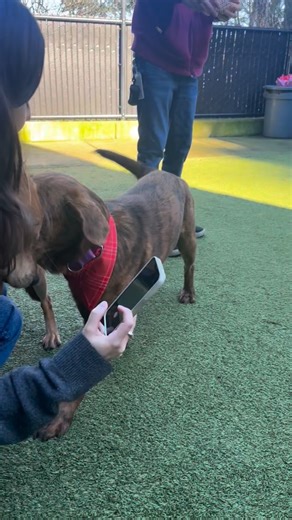 seattlehumane on Instagram: "Happy Valentine’s Day! We’re open noon to 6 pm, and all these cuties are available for adoption! #seattle #seattledogs #adopt #adoptseattle"