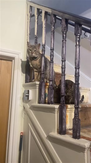 Monty the Cat's Mischief: Rule of the Night