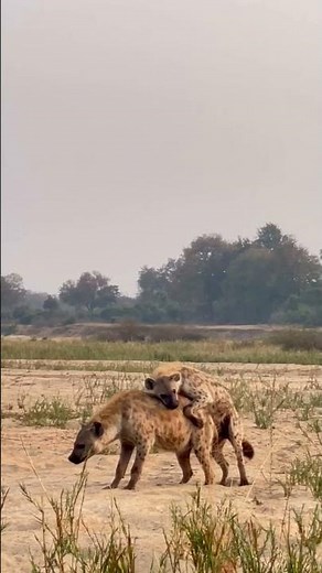 Hyena mating—Welcome to African Safari Guide—Your Ultimate Wildlife Adventure Channel! 🦁🌍