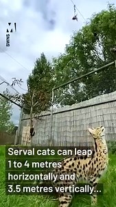 Nice kitty, nice kitty 😨 | Metro