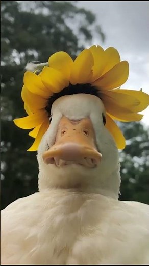 DO NOT Blink! Eye Contact Challenge with a Duck 🦆👀‪@zoo_curious12‬
