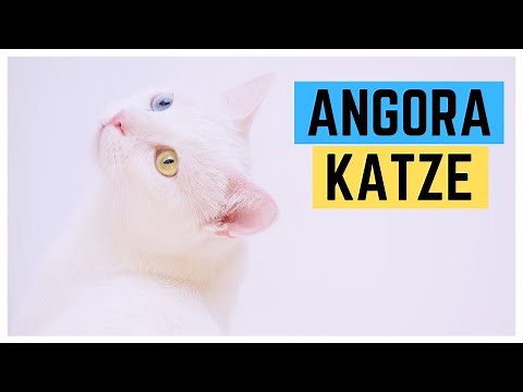 TÜRKISCH ANGORA KATZE | Charakter und Haltung | Rasseportrait