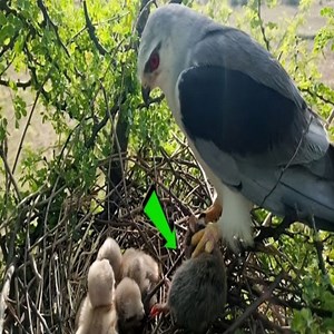 74K views · 5.5K reactions | Hawk bird catches a rat that's larger than it's babies to feed them | Review Bird Nest | Facebook