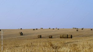Wheat field in autumn, after harvest. A large number of haystacks of Golden color, against a beautiful blue sky. Panoramic view. Ultra HD
